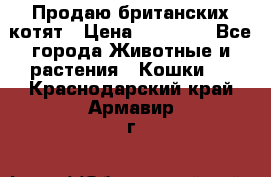 Продаю британских котят › Цена ­ 30 000 - Все города Животные и растения » Кошки   . Краснодарский край,Армавир г.